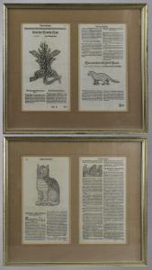 GESNER Conrad 1516-1565,Thierbuch, Felis vulgo Catus, Historia Animalum,1551,Eva Aldag DE 2021-10-30