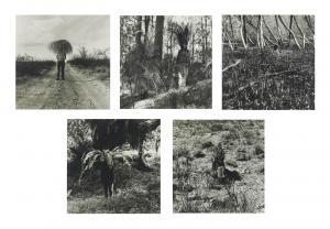 gill simryn 1959,Vegetation,Christie's GB 2012-06-11