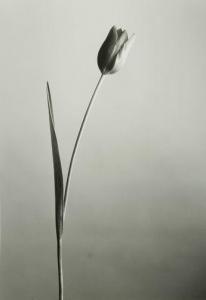 GIORDAN Albert 1943,Tulipe,1990,Ader FR 2014-11-16