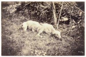 GIRAUDON ADOLPHE 1849-1929,Deux blancs moutons Paris,1850,Binoche et Giquello FR 2012-12-14