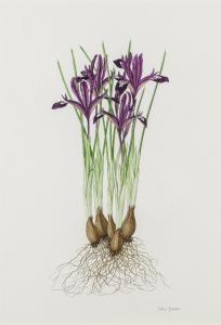 GOAMAN Victoria 1951,Iris reticulata hybrid,Bonhams GB 2015-03-04