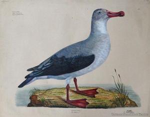 GOLDFUSS Georg August 1782-1848,Albatross,1830,International Art Centre NZ 2012-11-22