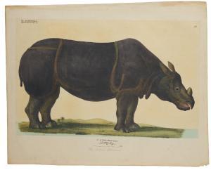 GOLDFUSS Georg August,Indian Rhinoceros; Sumatran Rhinoceros; Capra Ibex,Christie's 2019-12-10