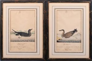 Goodall William 1757-1844,WAGEL - YOUNG OF BLACK-BACK(E) D GULL and STORMFIN,Potomack US 2021-09-28