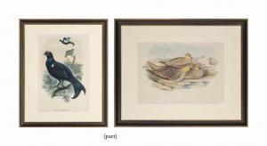 GOULD John H 1804-1881,BIRDS,Christie's GB 2017-03-15
