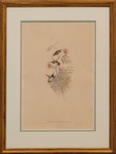 GOULD John H 1804-1881,Calothorax Micrurus,1940,Neal Auction Company US 2023-07-20