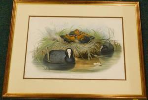 GOULD John H 1804-1881,Coot,1862,Golding Young & Mawer GB 2017-12-13
