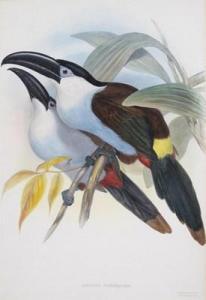 GOULD John H 1804-1881,Exotic birds,Woolley & Wallis GB 2012-03-21