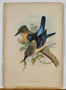 GOULD John H. # HART William M 1804-1881,Birds,Chait US 2016-08-14