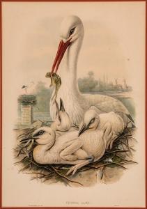 GOULD John H. # HART William M 1804-1881,Ciconia Alba,Neal Auction Company US 2019-06-22