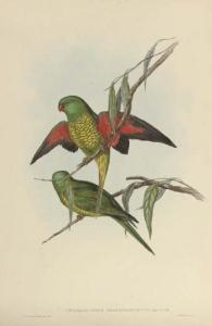 GOULD John H 1804-1881,King Lory; Scaly-breasted Lorikeet; Swift Lorikeet,Christie's GB 2007-05-03