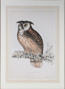 GOULD John H 1804-1881,OTUS BENGALENSIS,Potomack US 2024-02-13