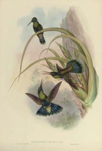 GOULD John H 1804-1881,Petasophora Iolata; Doricha Lyrura; Eugenes Specta,1855,Christie's 2007-05-03