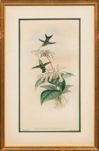 GOULD John H 1804-1881,Smaragdochrysis Iridescens,Neal Auction Company US 2023-07-20