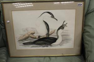 GOULD John H 1804-1881,White Breasted Cormorant,Moore Allen & Innocent GB 2016-08-12
