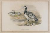 GOULDAND J,Smew; Barnacle Goose; Little grebe; Black bellied dipper,Woolley & Wallis GB 2009-09-02