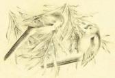 GRÖNVOLD Henrik 1858-1940,Proof prints for Whitaker's Bird's of Tunisia,Bloomsbury London 2005-04-13