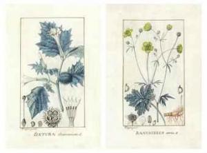 GRASSON Jean Pierre 1775,Ranunculus acris,Christie's GB 2011-01-26