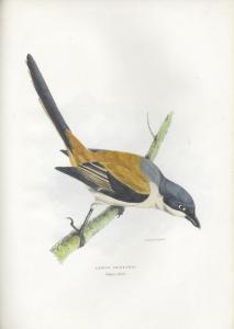 GRAY GEORGE ROBERT 1808-1872,A Fasciculus of the Birds of China,Bonhams GB 2013-06-19