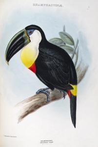 GRAY GEORGE ROBERT 1808-1872,The Genera of Birds,Woolley & Wallis GB 2014-12-10