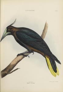 GRAY GEORGE ROBERT 1808-1872,The Genera of Birds,Bonhams GB 2014-10-22