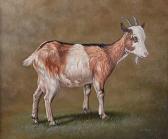 GRAY John 1880-1904,STUDY OF A GOAT,Ross's Auctioneers and values IE 2019-05-16