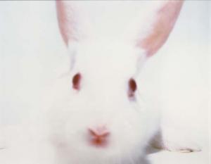 GRAY Matt 1969,White Rabbit,2000,Christie's GB 2006-04-24