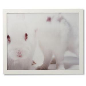 GRAY Matt 1969,White Rabbits,2000,Wright US 2011-09-15