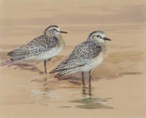 GREEN Roland 1896-1972,British Grey Plover,Keys GB 2022-07-29