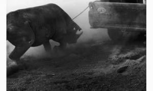 GREENBURG Susan 1900-1900,la capture du rhinocéros, 19,1950,Artcurial | Briest - Poulain - F. Tajan 2004-11-13