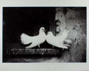 GREENE Milton H.,Doves At Audrey Hepburn's Villa Medium,1960,Clars Auction Gallery 2023-11-16