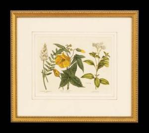 GREENE William Thomas,Botanical,New Orleans Auction US 2013-12-06