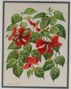 GREENWOOD Leslie 1800-1800,botanical study, hibiscus,Burstow and Hewett GB 2019-05-22