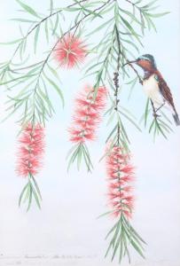 GREENWOOD Leslie 1800-1800,Bottle brush tree and Sun bird,Jones and Jacob GB 2019-07-10