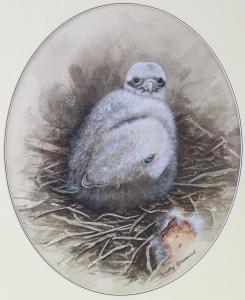 GREENWOOD Timothy 1946-2010,chick in the nest,Burstow and Hewett GB 2021-07-09