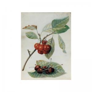 GREVILLE C 1761,CHERRIES,Sotheby's GB 2002-01-24