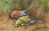 GRIFFITH Kate 1879-1890,Still life of a chaffinch and bullfinch,Bonhams GB 2004-03-23