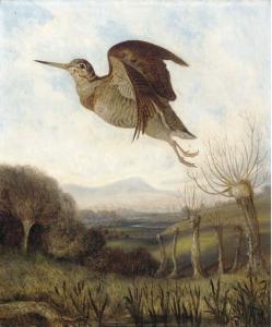 GRIFFITHS C. J 1800-1800,A woodcock in flight,1849,Christie's GB 2002-11-28
