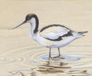 GRIFFITHS Tom 1902-1990,wading Avocet,1982,Burstow and Hewett GB 2019-11-13