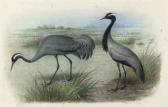 GRONVOLD Holger Karl 1850,Study of two cranes,Christie's GB 2011-03-01