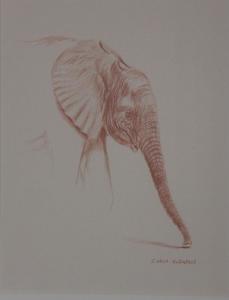GUDGEON Simon 1958,Etude de tête d'éléphant de profil,Kahn & Associes FR 2023-05-12