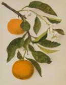 GUIDI Pietro 1840-1880,Citrus Aurantium,Minerva Auctions IT 2012-11-28