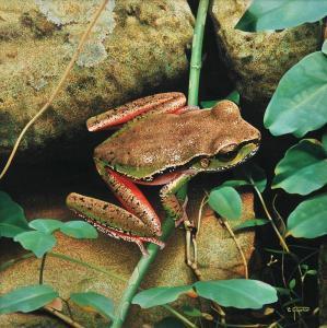 GUIOTTO Ego 1966,Frog,Leonard Joel AU 2011-08-28
