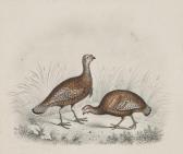 GUNTON W 1800-1800,studies of Grouse and Guinea Fowl,Bloomsbury London GB 2012-02-16