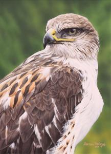 HALEY DARREN 1960,FERRUGINOUS HAWK,2013,Hodgins CA 2022-05-31