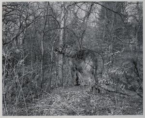 HALLMAN Gary 1921,Dog in the Woods (Meynouth, Minneapolis, MN),1990,Clars Auction Gallery 2015-09-20