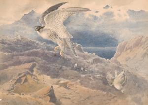 Hammond William Oxenden 1817-1903,A Peregrine dropping a Ptarmigan with a mount,1899,John Nicholson 2021-05-19