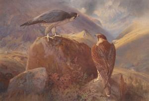 Hammond William Oxenden,Peregrine Falcons in a Highland Landscape,1891,John Nicholson 2017-11-15