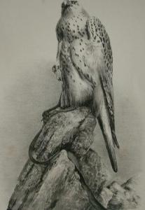 HANCOCK John 1896-1918,Eight Drawings on Stone of Groups of Birds,Rosebery's GB 2009-08-04