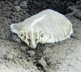 HANCOCK W Allan,American Badger,Westbridge CA 2015-09-27